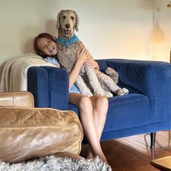 Kira -  Standard Poodle Dog for Adoption in Courtice, Ontario - Kira | PetCurious