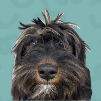 Shih Tzu Dogs Available for Adoption in Reno, Nevada - Clara | PetCurious