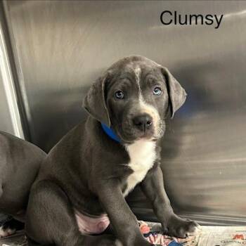 Clumsy -  Mixed Breed Dog for Adoption in Knoxville, Tennessee - Clumsy | PetCurious