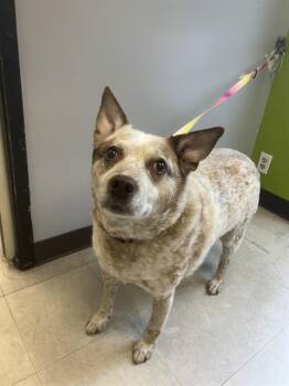 SATCHEL -  Australian Cattle Dog Blue Heeler Dog for Adoption in Kent, Washington - SATCHEL | PetCurious