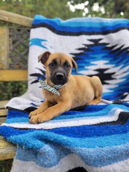 Rescue Pit Bull Terrier Dogs for Adoption in Anza, California - Peter Pan | PetCurious