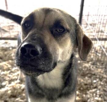 German Shepherd Dog and Terrier Dogs Available for Adoption in Bloomfield, Connecticut - Ruby | PetCurious
