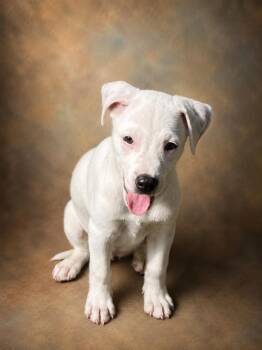 Moon -  Border Collie and Pit Bull Terrier Dog for Adoption in Beavercreek, Oregon - Moon | PetCurious