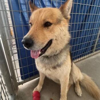 Spyro -  Husky and Shepherd Dog for Adoption in Taos, New Mexico - Spyro | PetCurious