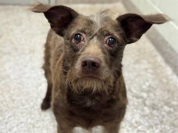 WOOKIE -  Terrier and Mixed Breed Dog for Adoption in Pueblo, Colorado - WOOKIE | PetCurious