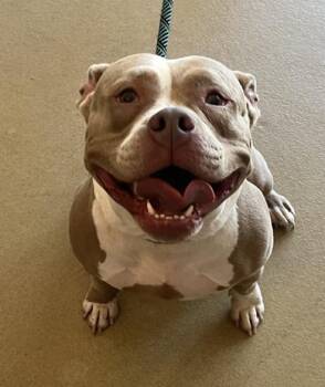 Peggy -  Mixed Breed Dog Available for Adoption in Alexandria, Virginia - Peggy | PetCurious