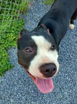 Luna -  Pit Bull Terrier Dog for Adoption in Williamsport, Pennsylvania - Luna | PetCurious
