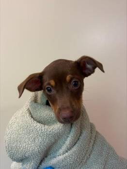 Gracie -  Mixed Breed Dog for Adoption in Honolulu, Hawaii - Gracie | PetCurious