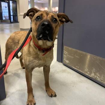 Black Mouth Cur Dogs Available for Adoption in Charlottesville, Virginia - Ruby | PetCurious