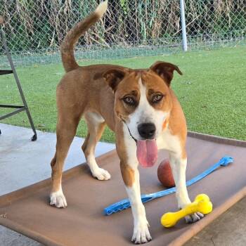 Cheddar -  Shepherd and Mixed Breed Dog for Adoption in Houston, Texas - Cheddar | PetCurious
