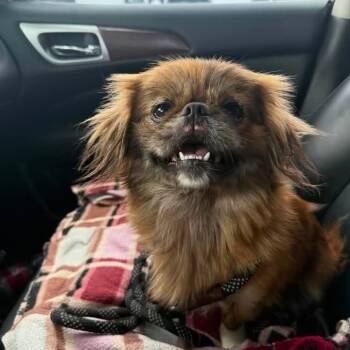 Nicky D12332 -  Pekingese and Japanese Chin Dog for Adoption - Nicky D12332 | PetCurious