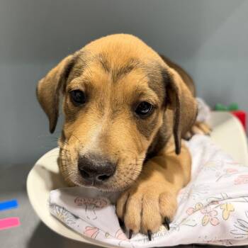 Tangelo -  Mixed Breed Dog for Adoption in Chattanooga, Tennessee - Tangelo | PetCurious