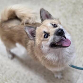 Stitch -  Pomeranian and Husky Dog for Adoption in Breese, Illinois - Stitch | PetCurious