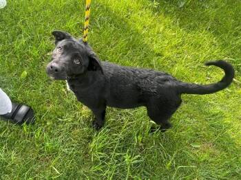 Labrador Retriever Dogs Available for Adoption in Rowlett, Texas - CORAZON | PetCurious