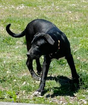Sox Lab Mix Puppy. We brought up the Litter very socialized -  Black Labrador Retriever Dog for Adoption in Charlottesville, Virginia - Sox Lab Mix Puppy. We Brought Up The Litter Very Socialized | PetCurious