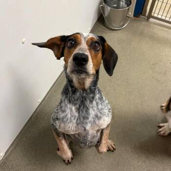 Apple -  Beagle and Mixed Breed Dog for Adoption in Rocky Mount, Virginia - Apple | PetCurious
