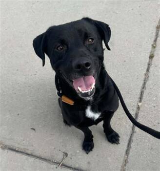 GEODUDE -  Labrador Retriever Dog for Adoption in Tustin, California - GEODUDE | PetCurious