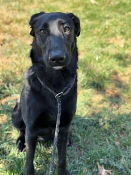 German Shepherd Dog Dogs Available for Adoption - WEDNESDAY | PetCurious