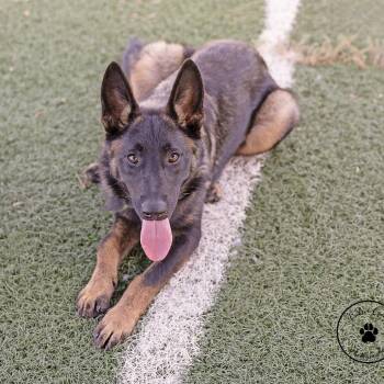 Padme -  Shepherd and Belgian Shepherd Malinois Dog for Adoption in Abilene, Texas - Padme | PetCurious