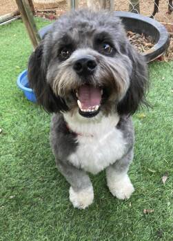 Witty and Whimsical Winston -  Havanese Dog for Adoption in Carlsbad, California - Witty And Whimsical Winston | PetCurious