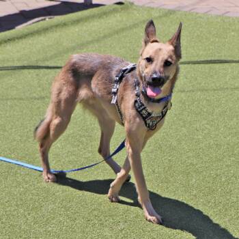 Mixed Breed Dogs Available for Adoption in Port Washington, New York - Ernie | PetCurious