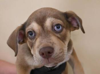 Snail -  Siberian Husky and Pit Bull Terrier Dog for Adoption in Portland, Oregon - Snail | PetCurious