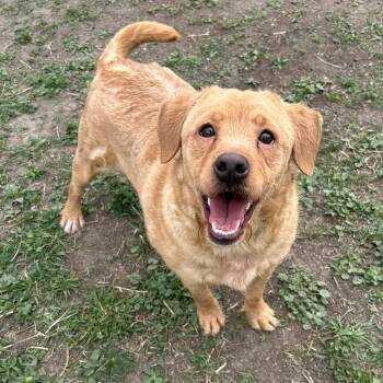 Minion -  Labrador Retriever Dog for Adoption in Lindon, Utah - Minion | PetCurious
