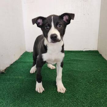 Boochie -  Mixed Breed Dog for Adoption in Boaz, Alabama - Boochie | PetCurious