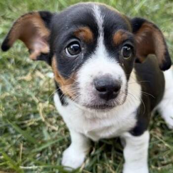 Mercury -  Mixed Breed Dog for Adoption in Pleasanton, California - Mercury | PetCurious