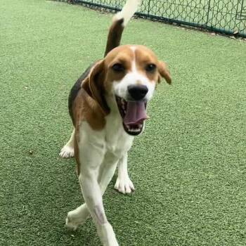 Tim -  Beagle Dog for Adoption in Sunrise, Florida - Tim | PetCurious