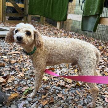 Curby -  Miniature Poodle Dog for Adoption in West Chester, Pennsylvania - Curby | PetCurious