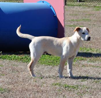 Labrador Retriever Dogs Available for Adoption - A120330 | PetCurious