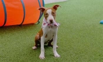 INDIGO -  Pit Bull Terrier and Mixed Breed Dog for Adoption in Fort Lauderdale, Florida - INDIGO | PetCurious