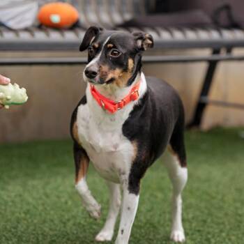 Rat Terrier Dogs Available for Adoption in Belleville, Illinois - Toby | PetCurious