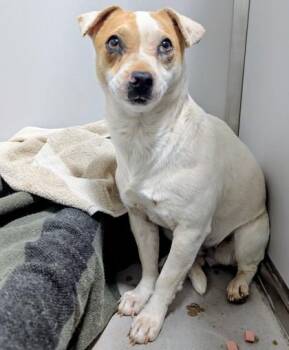 Chihuahua and Mixed Breed Dogs Available for Adoption in Fort Worth, Texas - Calliope | PetCurious