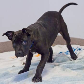 Dazzle -  Labrador Retriever Dog for Adoption in South Elgin, Illinois - Dazzle | PetCurious