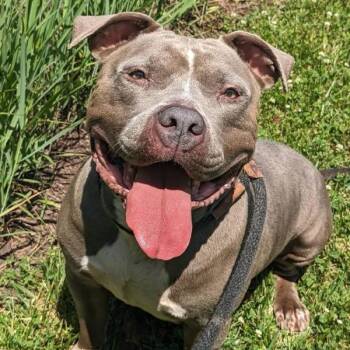 Koala Bear (ID 51485) -  Pit Bull Terrier Dog for Adoption in Manassas, Virginia - Koala Bear (ID 51485) | PetCurious