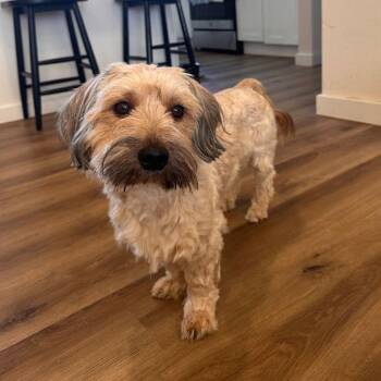 Havanese and Terrier Dogs Available for Adoption - Winston | PetCurious