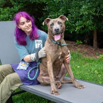 Hollister -  Mixed Breed Dog Available for Adoption in Chamblee, Georgia - Hollister | PetCurious