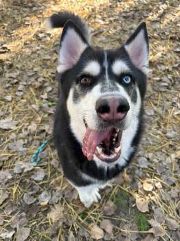 Gladiator -  Husky Dog for Adoption in Chicago, Illinois - Gladiator | PetCurious