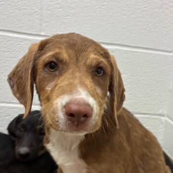 Yvonne -  Terrier and Mixed Breed Dog for Adoption in Corpus Christi, Texas - Yvonne | PetCurious