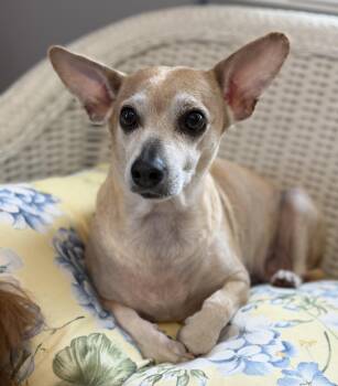 Hummingbird -  Chihuahua and Terrier Dog for Adoption in Lawrenceville, Georgia - Hummingbird | PetCurious