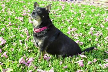 Kennedy -  Chihuahua and Mixed Breed Dog for Adoption in Winter Garden, Florida - Kennedy | PetCurious