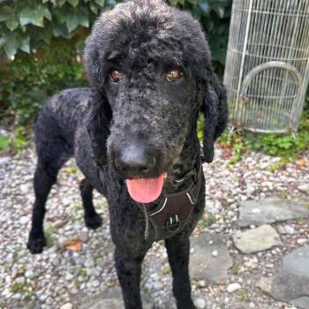 Marty -  Standard Poodle Dog for Adoption in Brockport, New York - Marty | PetCurious