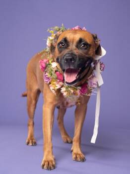 Fye -  Mixed Breed Dog for Adoption in Atlanta, Georgia - Fye | PetCurious