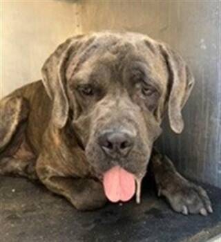 A552508 -  Mastiff Dog for Adoption in Moreno Valley, California - A552508 | PetCurious