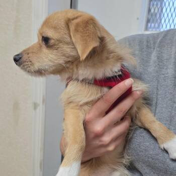 Dug -  Chihuahua Dog for Adoption in East Hanover, New Jersey - Dug | PetCurious