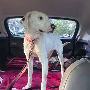 Snow -  Dalmatian and Mixed Breed Dog for Adoption in Lenexa, Kansas - Snow | PetCurious