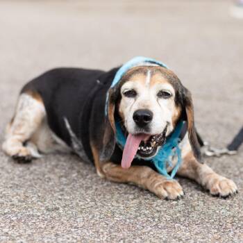 Mamma -  Beagle Dog for Adoption in Evansville, Indiana - Mamma | PetCurious