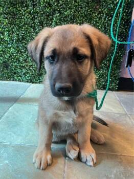 Shepherd and Mixed Breed Dogs Available for Adoption in El Paso, Texas - 60870929 | PetCurious